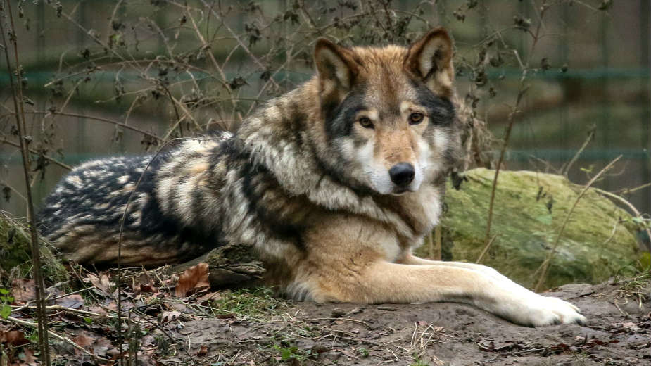 Vukovi se vratili u Holandiju 1