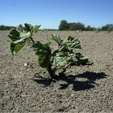 Sahara, dom morskih džinova 15