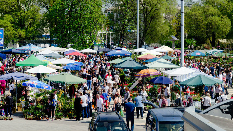 Počinju Novosadske cvetne pijace: Bogat izbor sadnica 1 Počinju Novosadske cvetne pijace: Bogat izbor sadnica 1