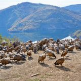 Organizuje se povratak beloglavog supa iz Turske u Srbiju 14