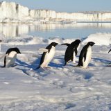Populacija pingvina na Antarktiku opala za 77 odsto 3