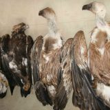 Radionica o lešinarima od 8. do 10. aprila u Novoj Varoši 2