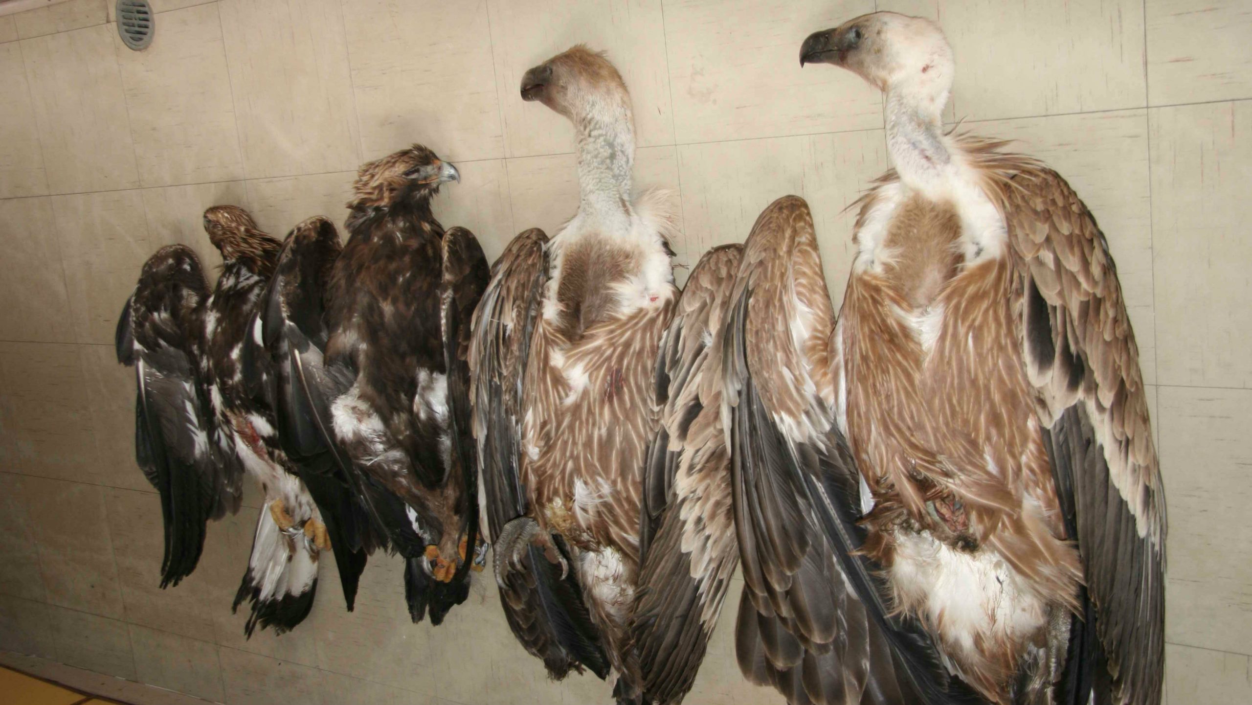 Radionica o lešinarima od 8. do 10. aprila u Novoj Varoši 1