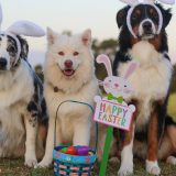 Pet najpraćenijih kućnih ljubimaca na Instagramu u Evropi 2