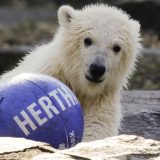 Berlinski zoo vrt nazvao mladunče medveda po gradskom fudbalskom klubu 4