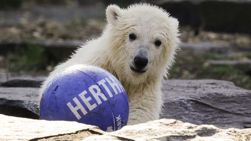 Berlinski zoo vrt nazvao mladunče medveda po gradskom fudbalskom klubu 1