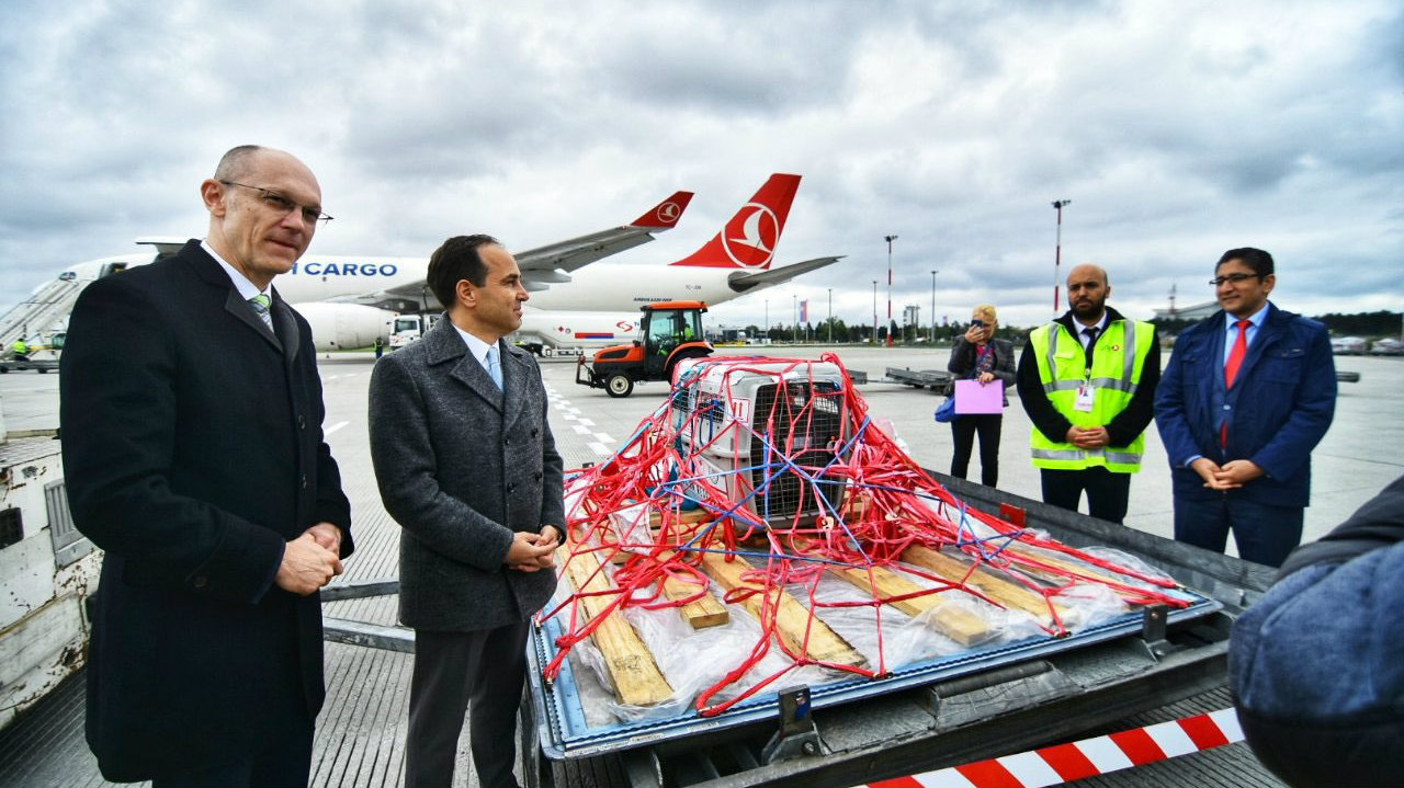 Beloglavi sup "Dobrila" uspešno stigao u Srbiju 1