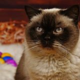 Uskršnje opasnosti koje vrebaju kućne ljubimce 3