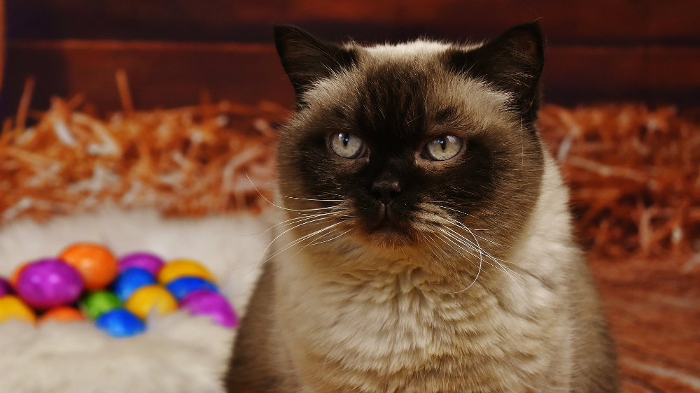 Uskršnje opasnosti koje vrebaju kućne ljubimce 1