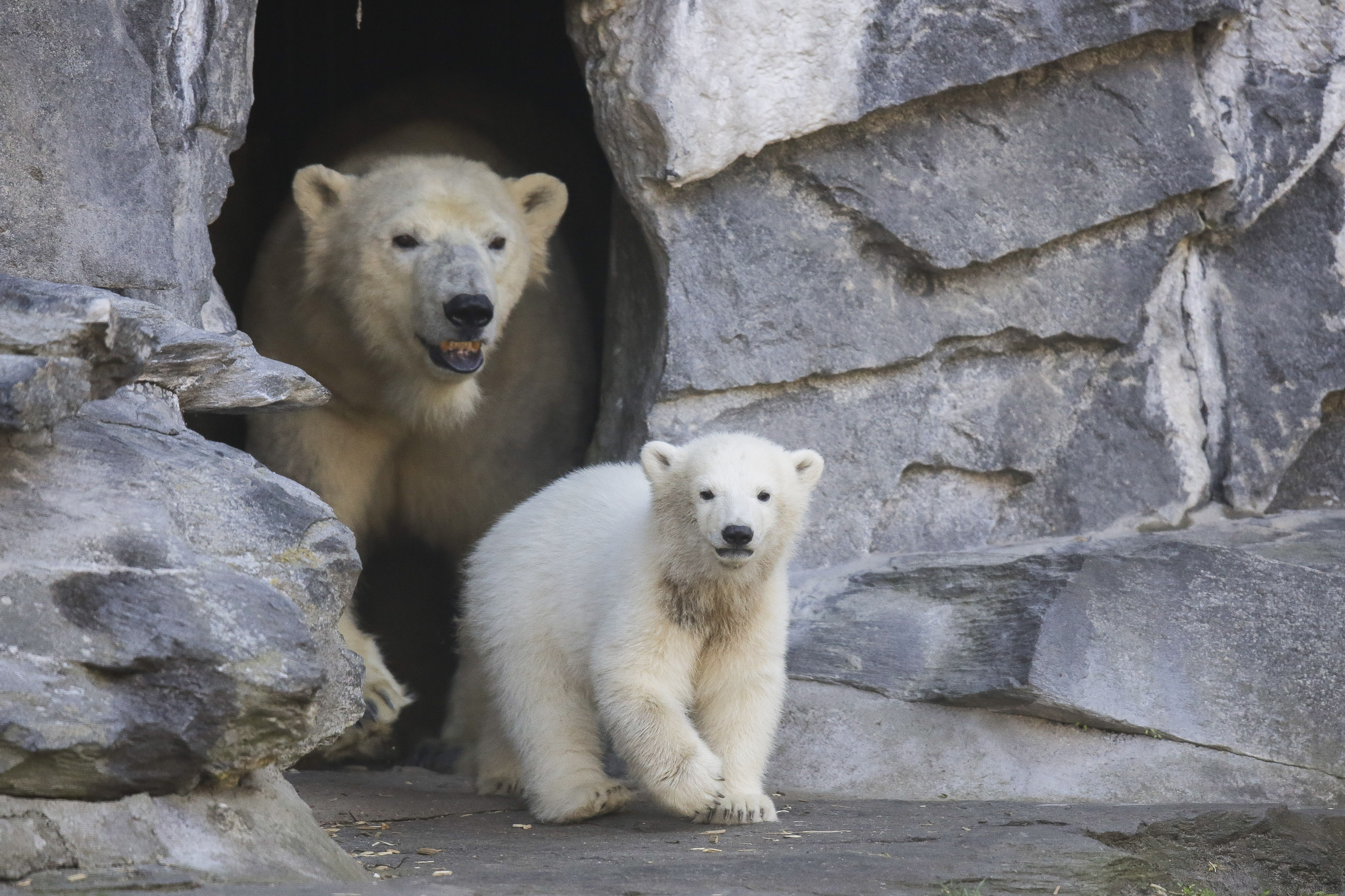 Berlinski zoo vrt nazvao mladunče medveda po gradskom fudbalskom klubu 2