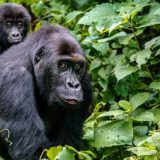 Kako priroda nagrađuje brižne tate gorile? 4