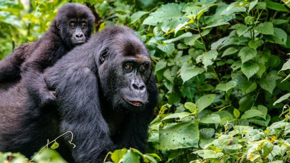 Kako priroda nagrađuje brižne tate gorile? 1