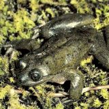 Kako je najusamljenija žaba na svetu prestala to da bude 4