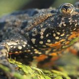 Gljive hitride ubijaju vodozemce 6