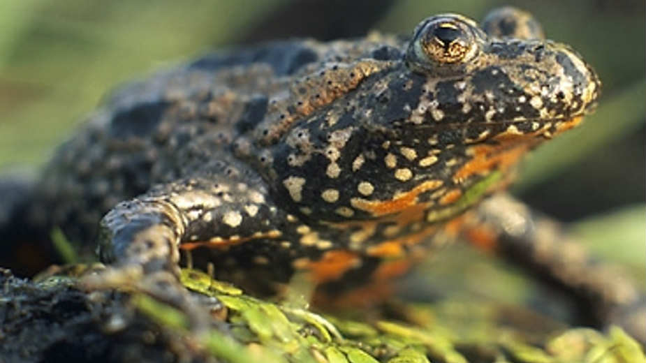 Gljive hitride ubijaju vodozemce 1