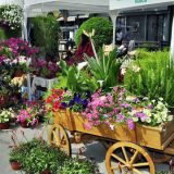 Kostolac: Prijave za Festival cveća 13