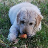 Voće i povrće kojim možete da hranite psa 10