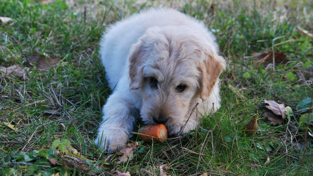 Kremacija kućnih ljubimaca u Beogradu do 21.000 dinara 1