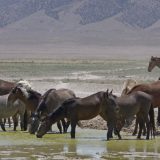 Brojna hapšenja i više od 150 istraga u Francuskoj zbog serije napada na konje 1