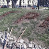 U 2019 godini JKP „Timok održavanje“ planira da za rasad utroši 4.000.000 dinara 4