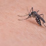 Bolesti koje prenose krpelji i komarci 10