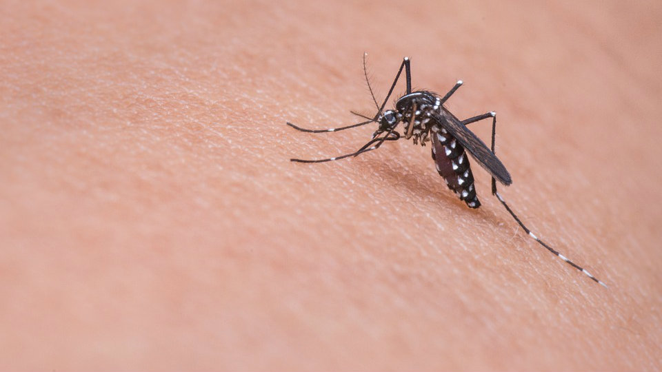 Bolesti koje prenose krpelji i komarci 1