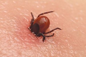 Bolesti koje prenose krpelji i komarci 2