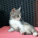 Mačke u nemačkom gradiću u kućnom pritvoru zbog ugrožene vrste ptica 11