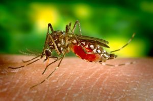 Bolesti koje prenose krpelji i komarci 3