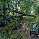 Olujni vetar ruši stabla u Novom Sadu, nema povređenih 8