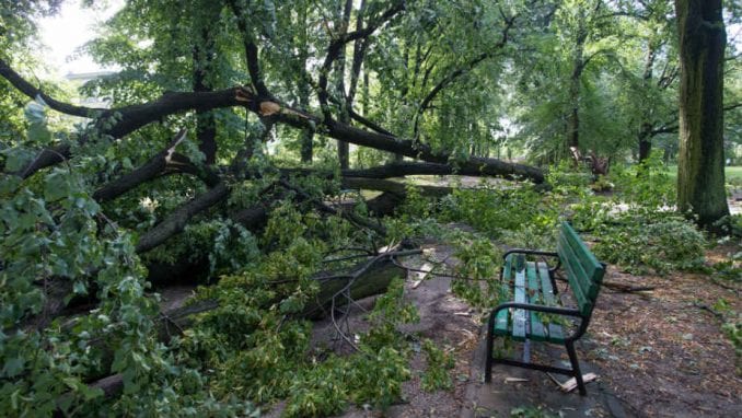 Olujni vetar ruši stabla u Novom Sadu, nema povređenih 1