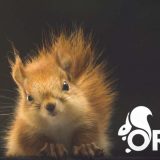 ORCA o akciji Srbske časti: Nijedan pojedinac ili udruženje nema pravo da preuzima ulogu države 3