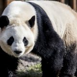 Pande dobile novi dom u Danskoj 9