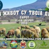 Akcija pošumljavanja na Staroj planini 7