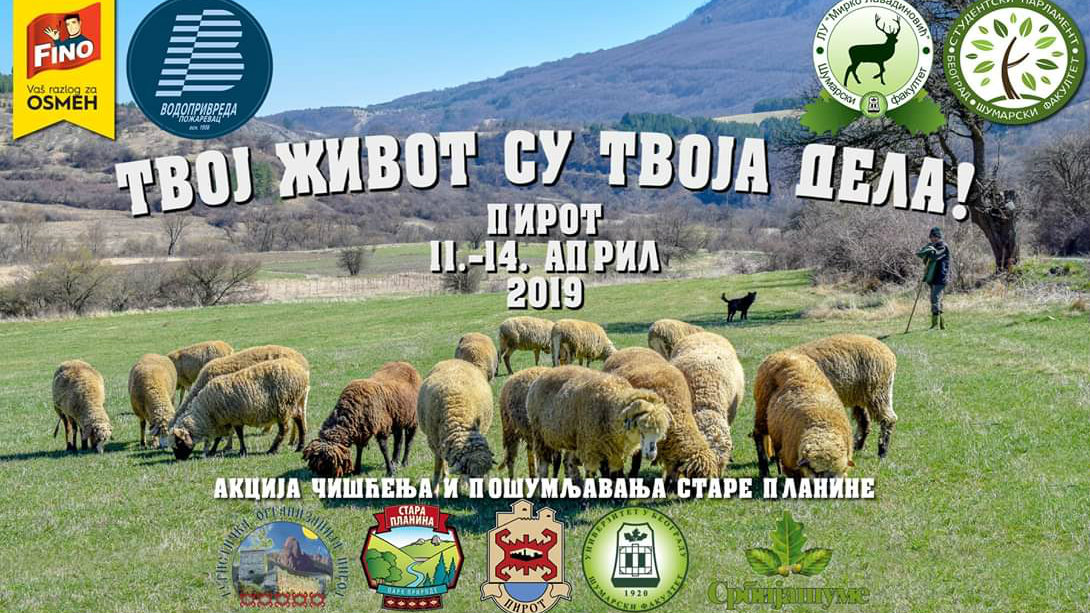 Akcija pošumljavanja na Staroj planini 1