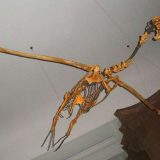 Evropski prirodnjački muzeji u problemu: sukob sa vlastitom istorijom 3