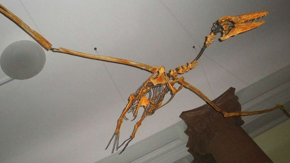 Evropski prirodnjački muzeji u problemu: sukob sa vlastitom istorijom 1