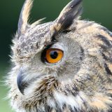 Društvo za zaštitu ptica Srbije: Ako vidite mladunce sova, vratite ih na drvo 12