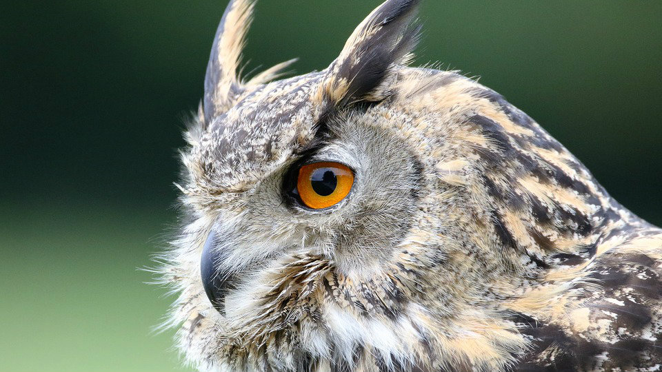 Društvo za zaštitu ptica Srbije: Ako vidite mladunce sova, vratite ih na drvo 1