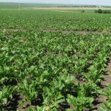 Vlada usvojila Uredbu: Finansijska podrška proizvođačima šećerne repe od 35.000 dinara 6