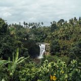 Svet u 2018. ostao bez 12 miliona hektara tropskih šuma 1