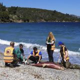 Povećana smrtnost delfina u Egejskom moru 10