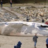 Svetski fond: U stomaku uginulog kita pronađena 22 kg plastičnih kesa 3