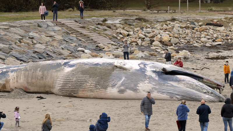 Svetski fond: U stomaku uginulog kita pronađena 22 kg plastičnih kesa 1