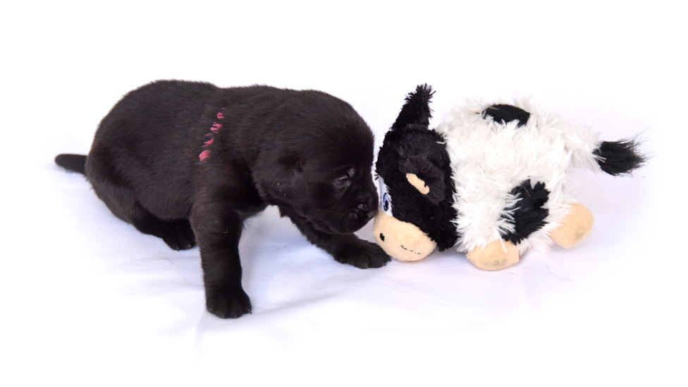 Štene crnog labradora se mazi sa plišanom kravom