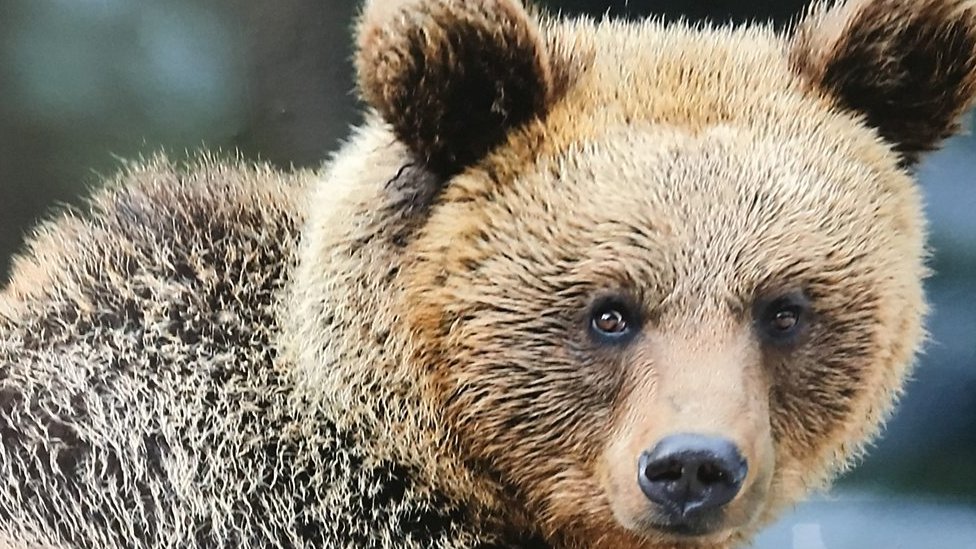 Kako vi možete pomoći ugroženim životinjama Srbije 1 Mrki medved