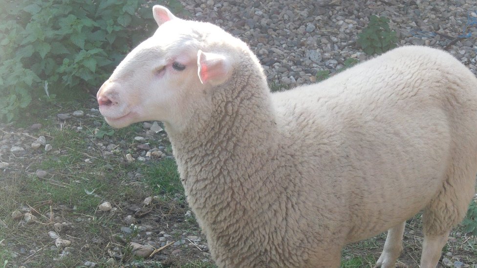istočno frizijska ovca sajber pastir
