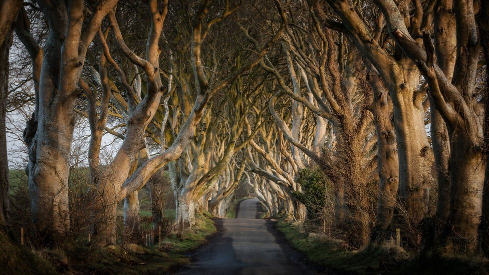 Igra prestola: Dokumentarac otkriva kako su se čuvale najveće tajne serije 3 The Dark Hedges - tunel od bukovih stabala u Severnoj Irskoj koja igra Kraljev drum u Igri prestola