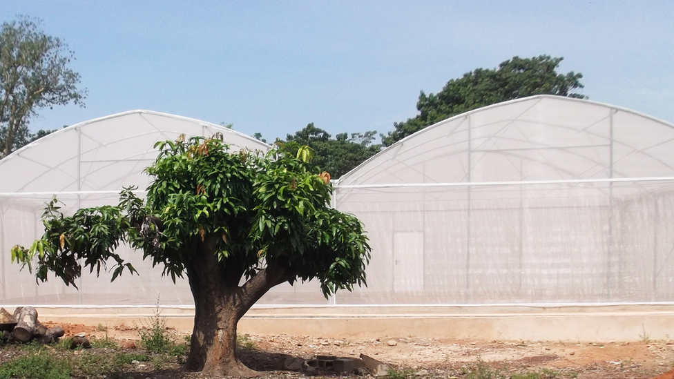 Malarija: Genetski modifikovana gljiva koja ubija komarce 3 A MosquitoSphere