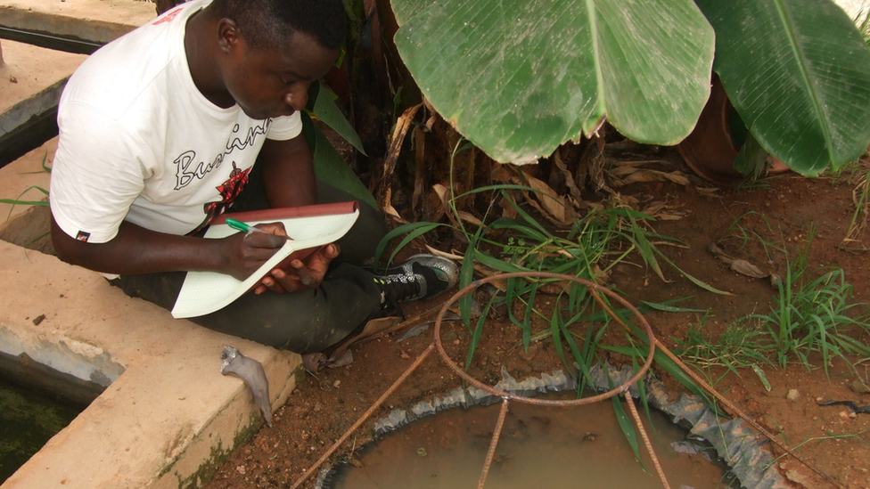 Malarija: Genetski modifikovana gljiva koja ubija komarce 4 Field word